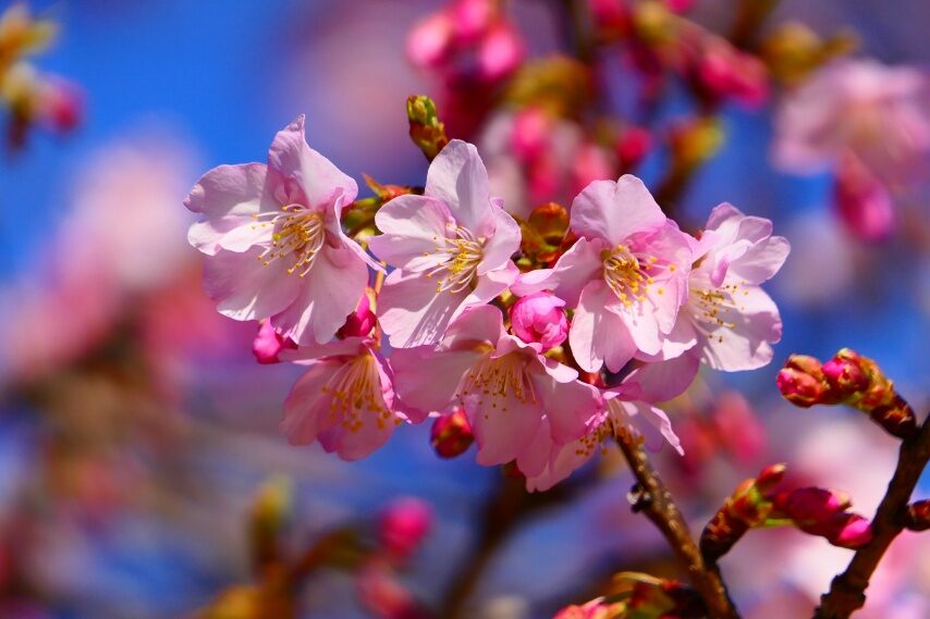 フラワーパークかごしまのイズノオドリコ桜3