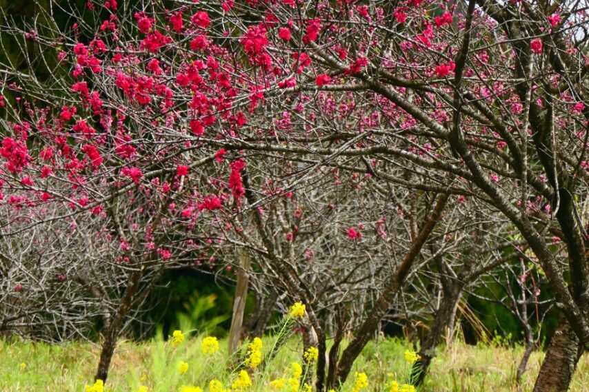 姶良市「花ももの里」のハナモモが開花３