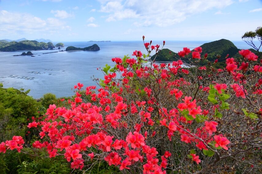 延岡市沖に浮かぶ島浦島のミツバツツジが満開４