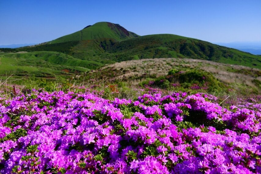 阿蘇烏帽子岳のミヤマキリシマ🎵　背景は、杵島岳