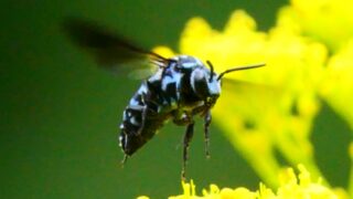 bc54d83fe55bbe675113f4a1ca9c9e