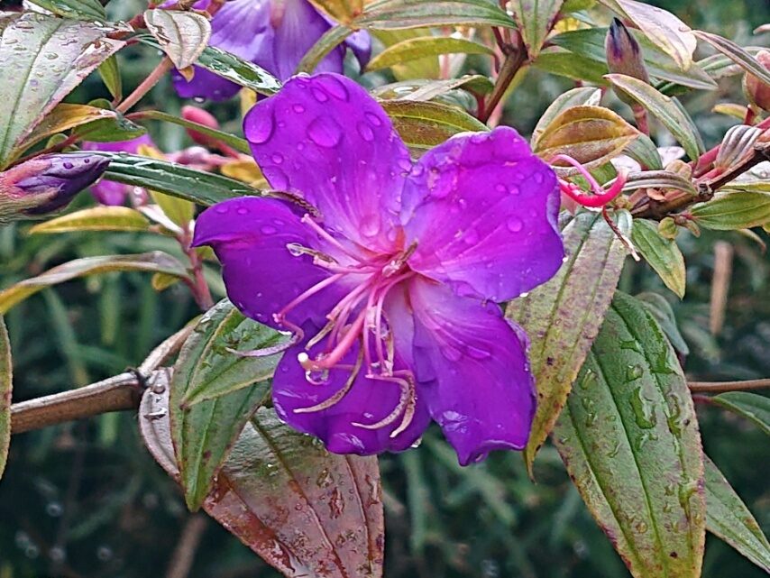 シコンノボタン