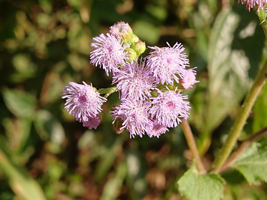 カッコウアザミ