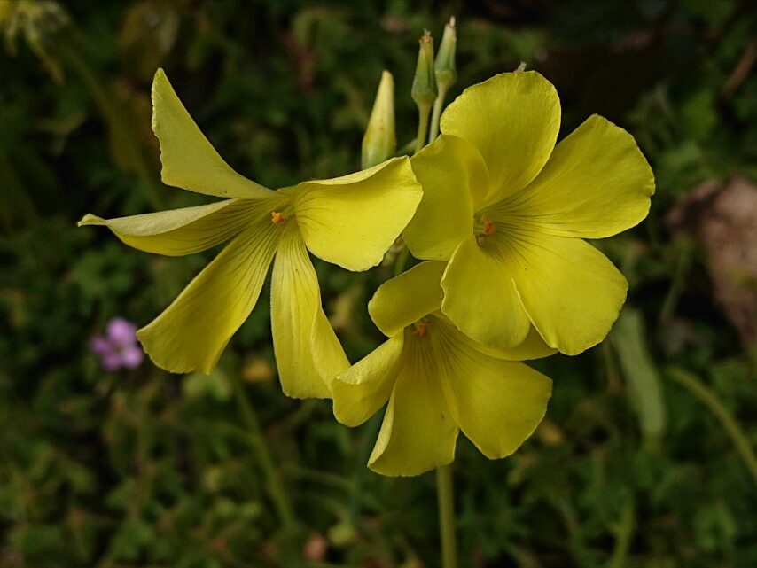 オオキバナカタバミ