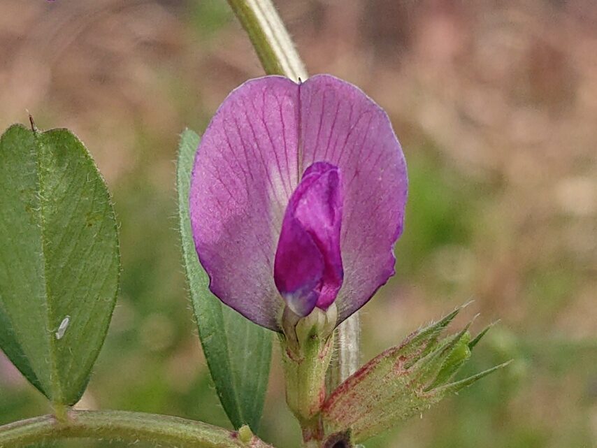 カラスノエンドウ