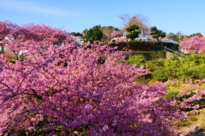 水俣市湯の児福田農場のカワヅザクラ-4