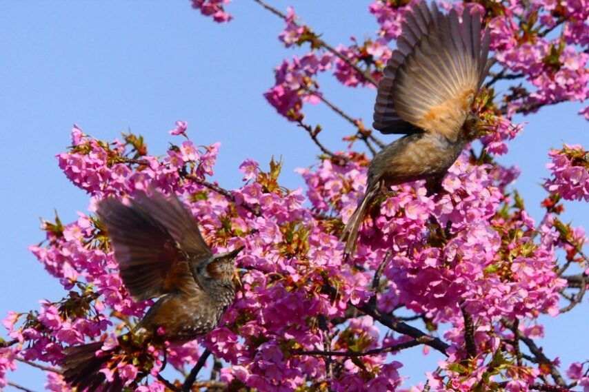 水俣市湯の児福田農場のカワヅザクラ-5