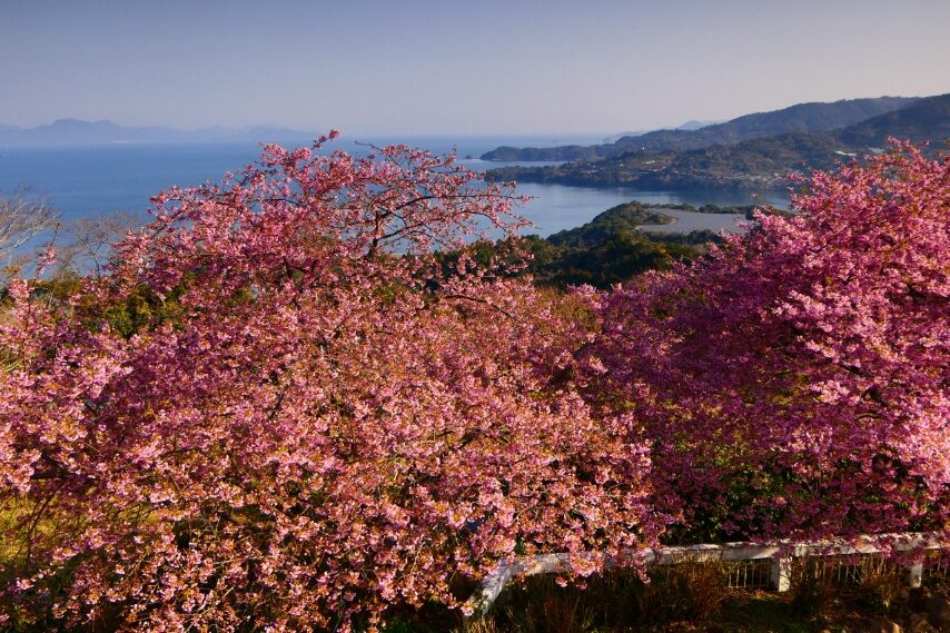 水俣市湯の児福田農場のカワヅザクラ-2