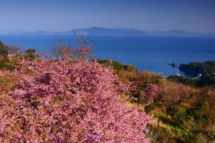 水俣市湯の児福田農場のカワヅザクラ-1