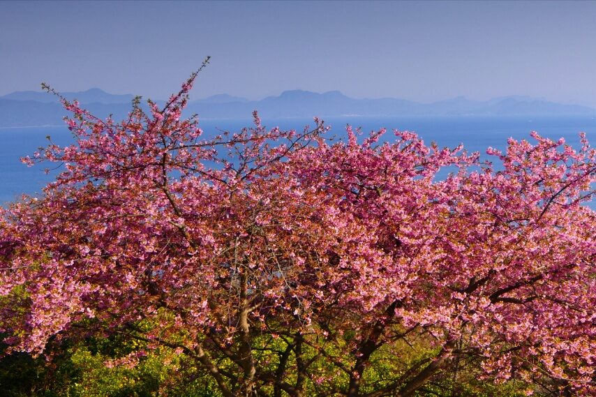 水俣市湯の児福田農場のカワヅザクラ-3