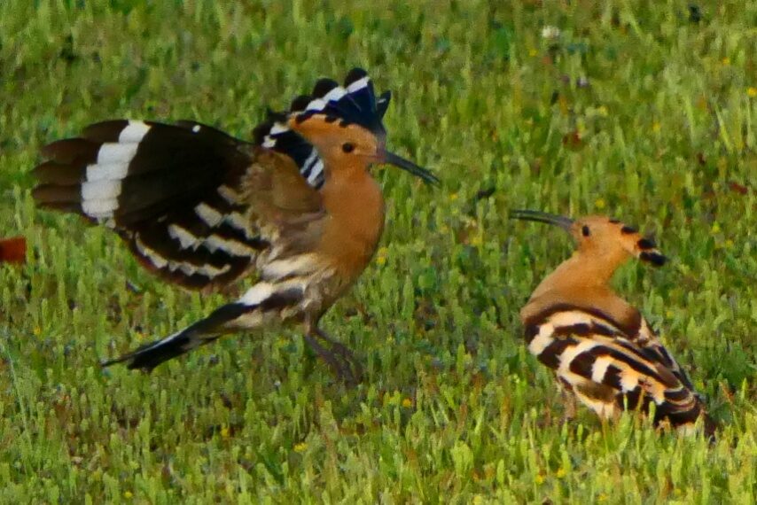 珍鳥ヤツガシラ-3