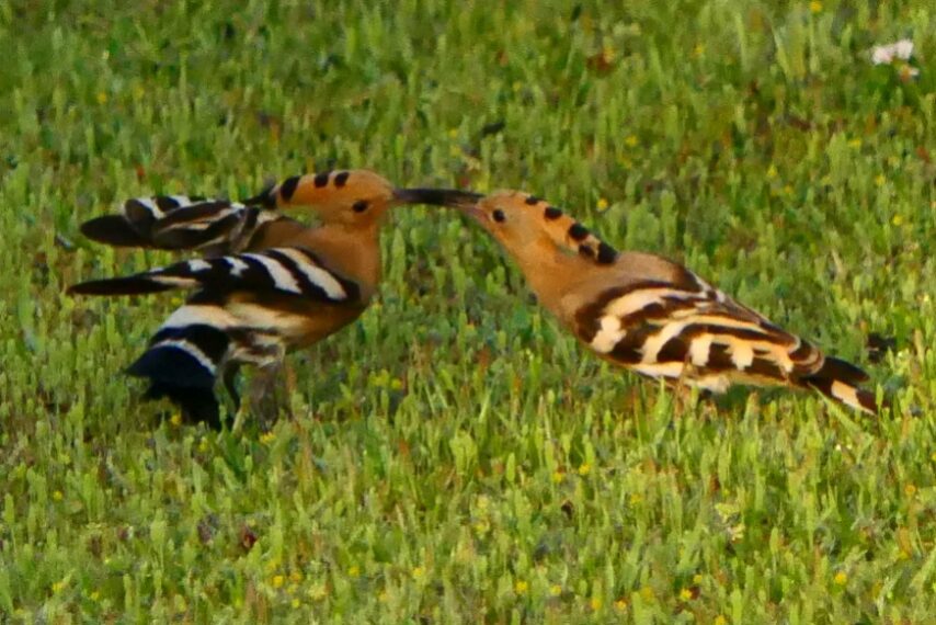 珍鳥ヤツガシラ-2