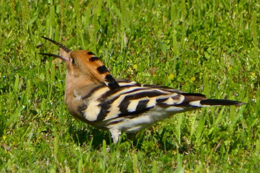 珍鳥ヤツガシラ-4