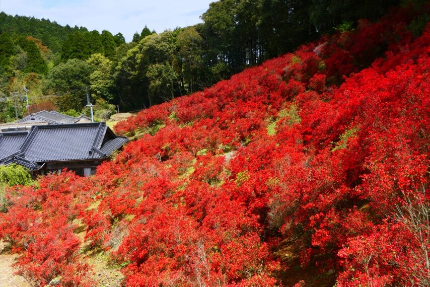 薩摩川内市永利尾原の本キリシマが見頃-1