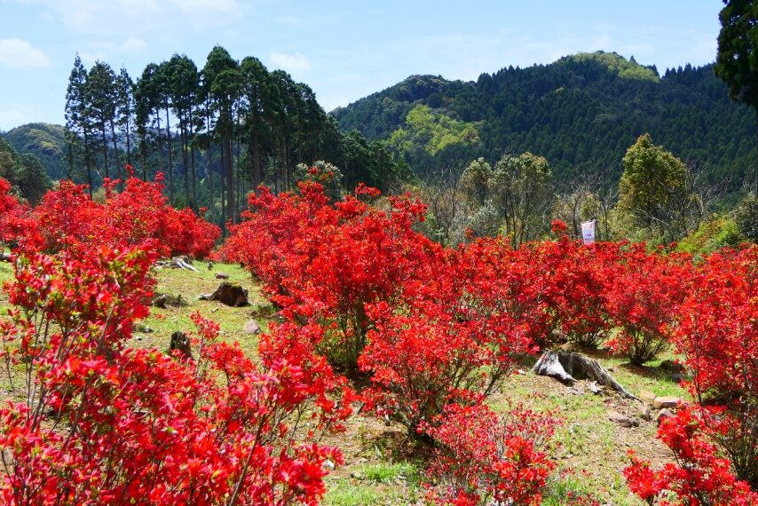 薩摩川内市永利尾原の本キリシマが見頃-5