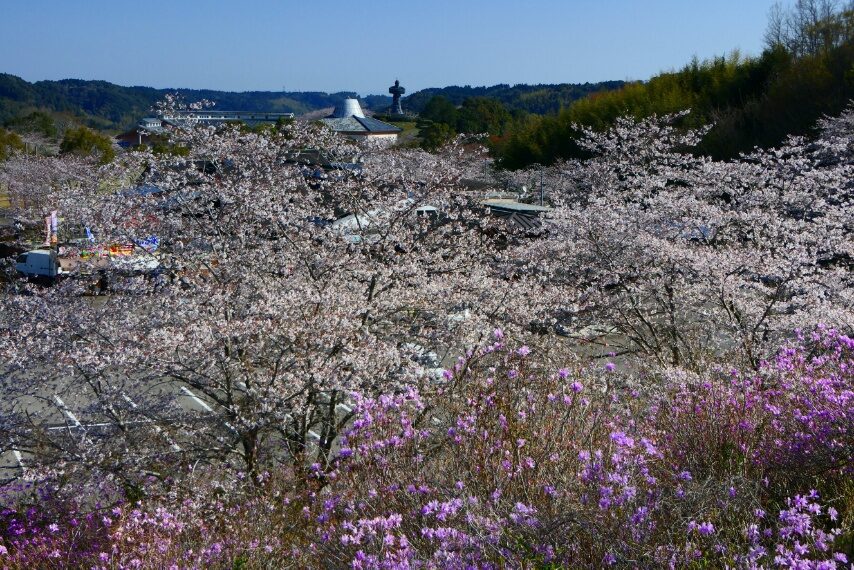 弥五郎伝説の里のソメイヨシノ-2