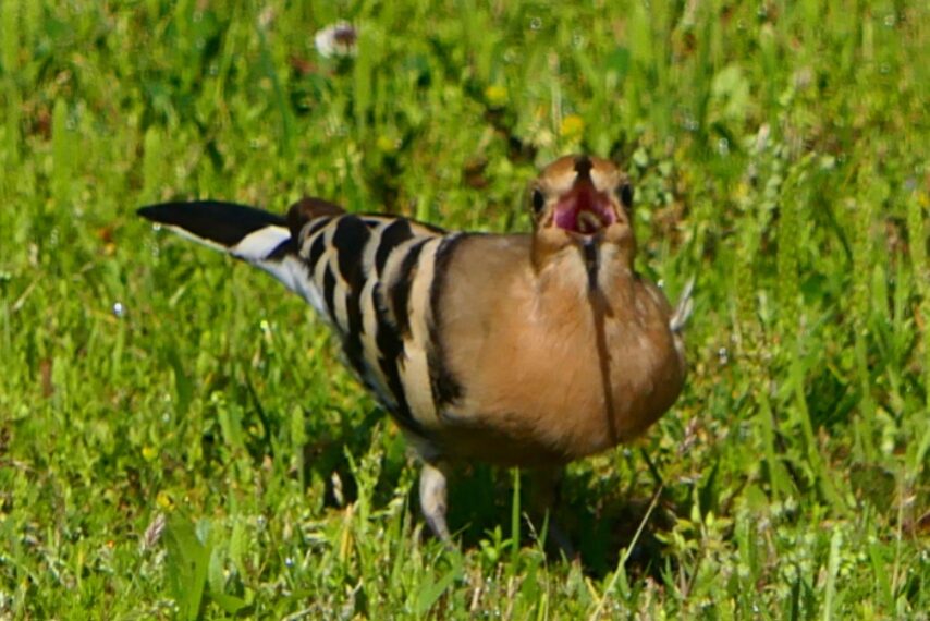 珍鳥ヤツガシラ-5