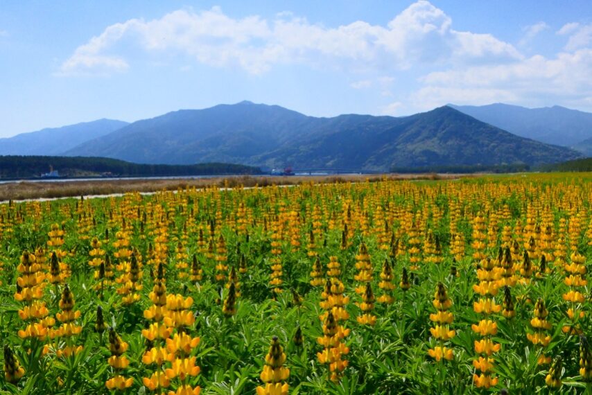 東串良町柏原海岸のルーピン-1