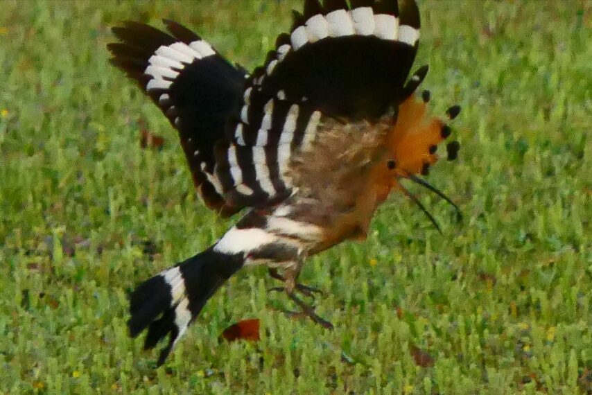 珍鳥ヤツガシラ-1