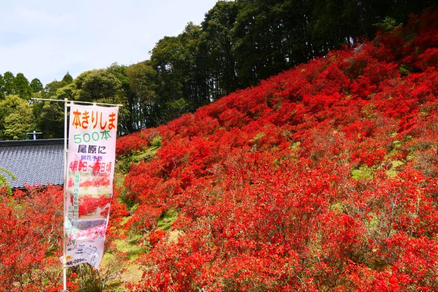 薩摩川内市永利尾原の本キリシマが見頃-2
