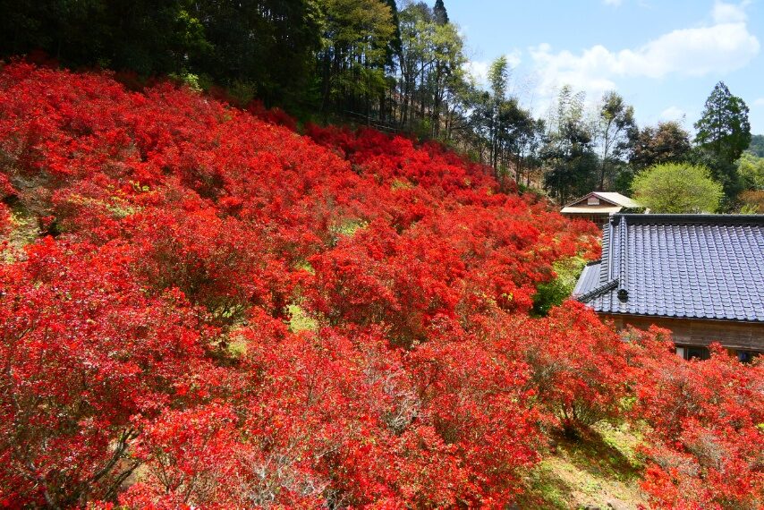 薩摩川内市永利尾原の本キリシマが見頃-3