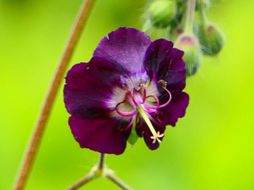 クロバナフウロソウ