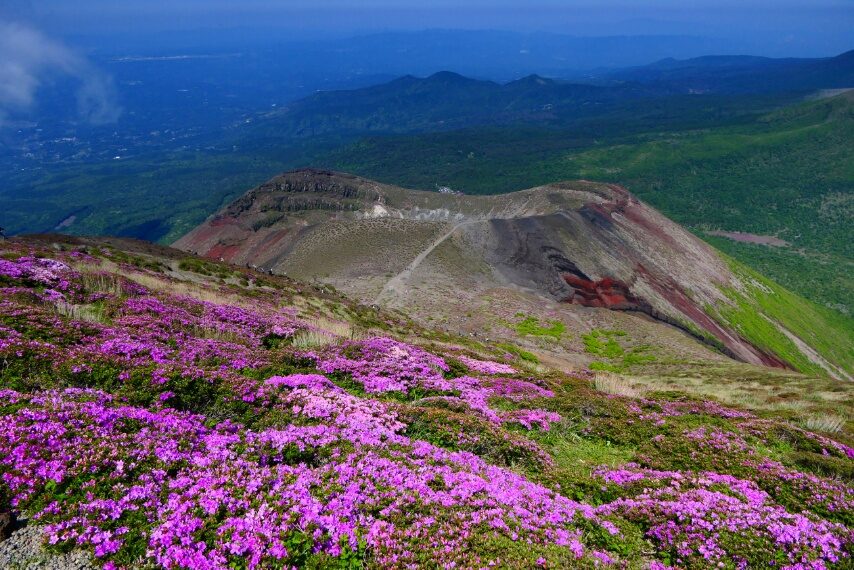 高千穂峰のミヤマキリシマが見頃 (眼下に、お鉢)