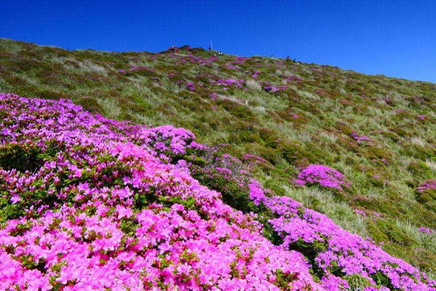 高千穂峰のミヤマキリシマが見頃 (東面から見る山頂)