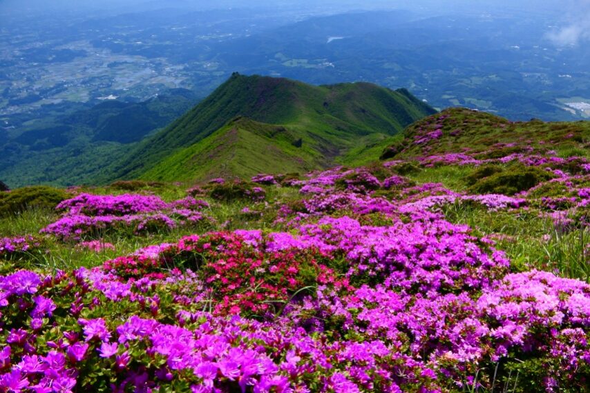 高千穂峰のミヤマキリシマが見頃 (眼下に、二子石方面)