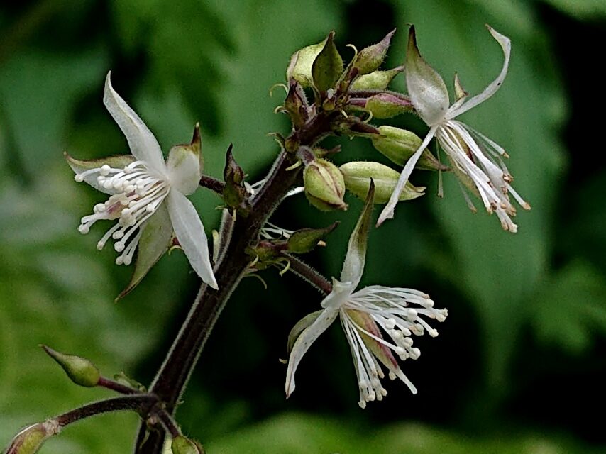 スミレバオウレン