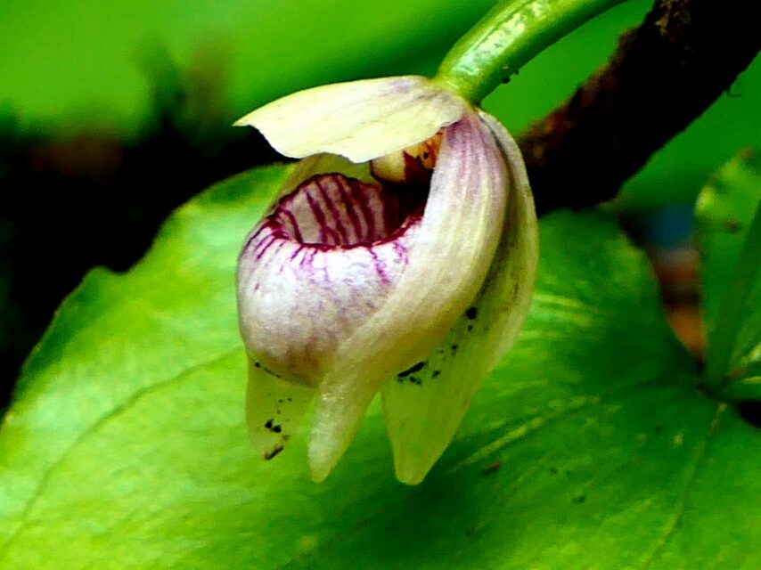 コアツモリソウ