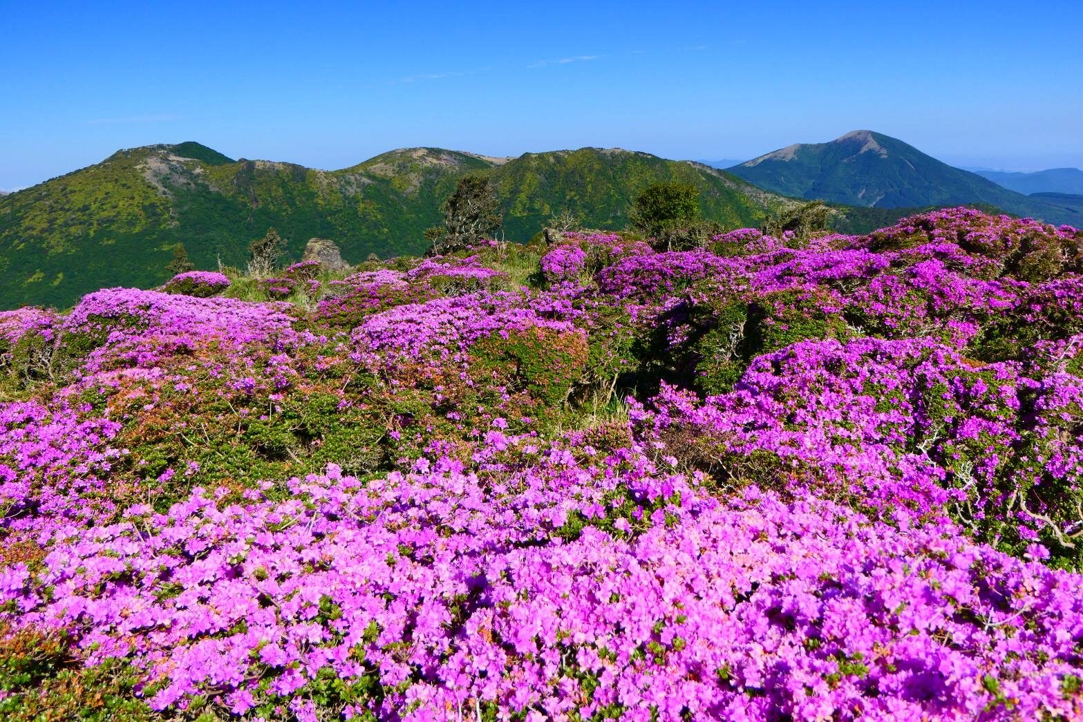 指山のミヤマキリシマ満開　背景は、黒岩山～涌蓋山