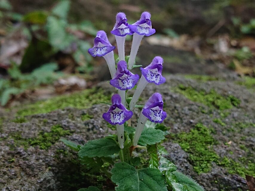 シソバタツナミ