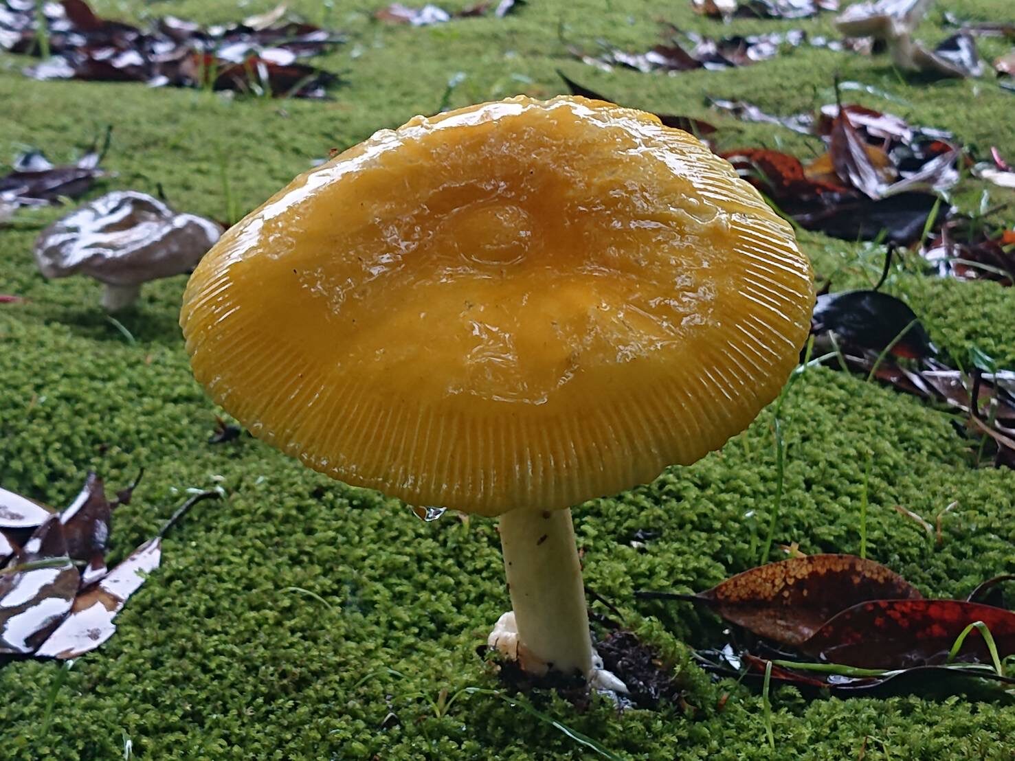 キタマゴタケ-1