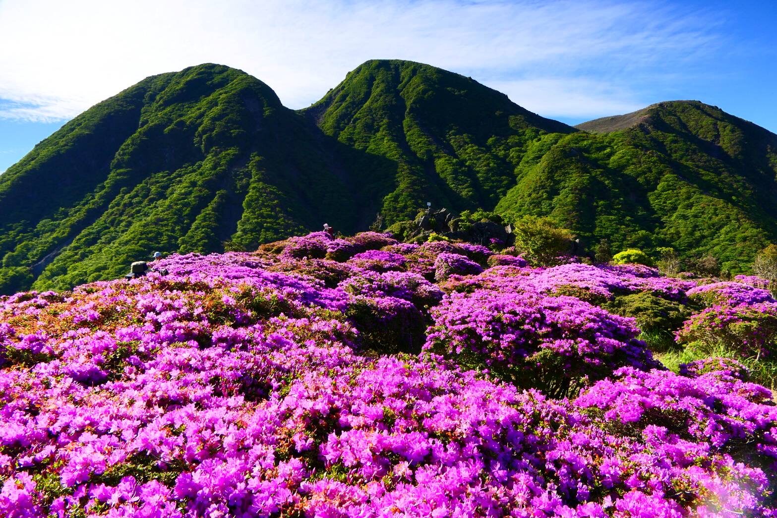 指山のミヤマキリシマ満開　背景は、三俣山