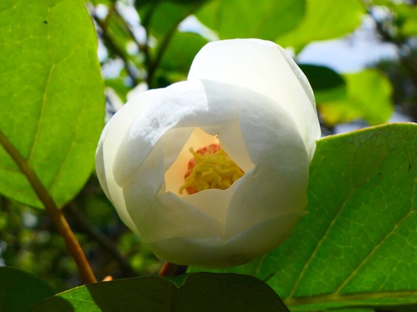 オオヤマレンゲ