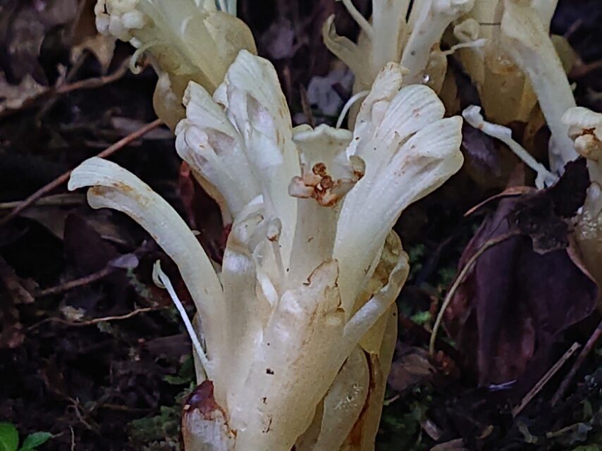 キヨスミウツボ-1