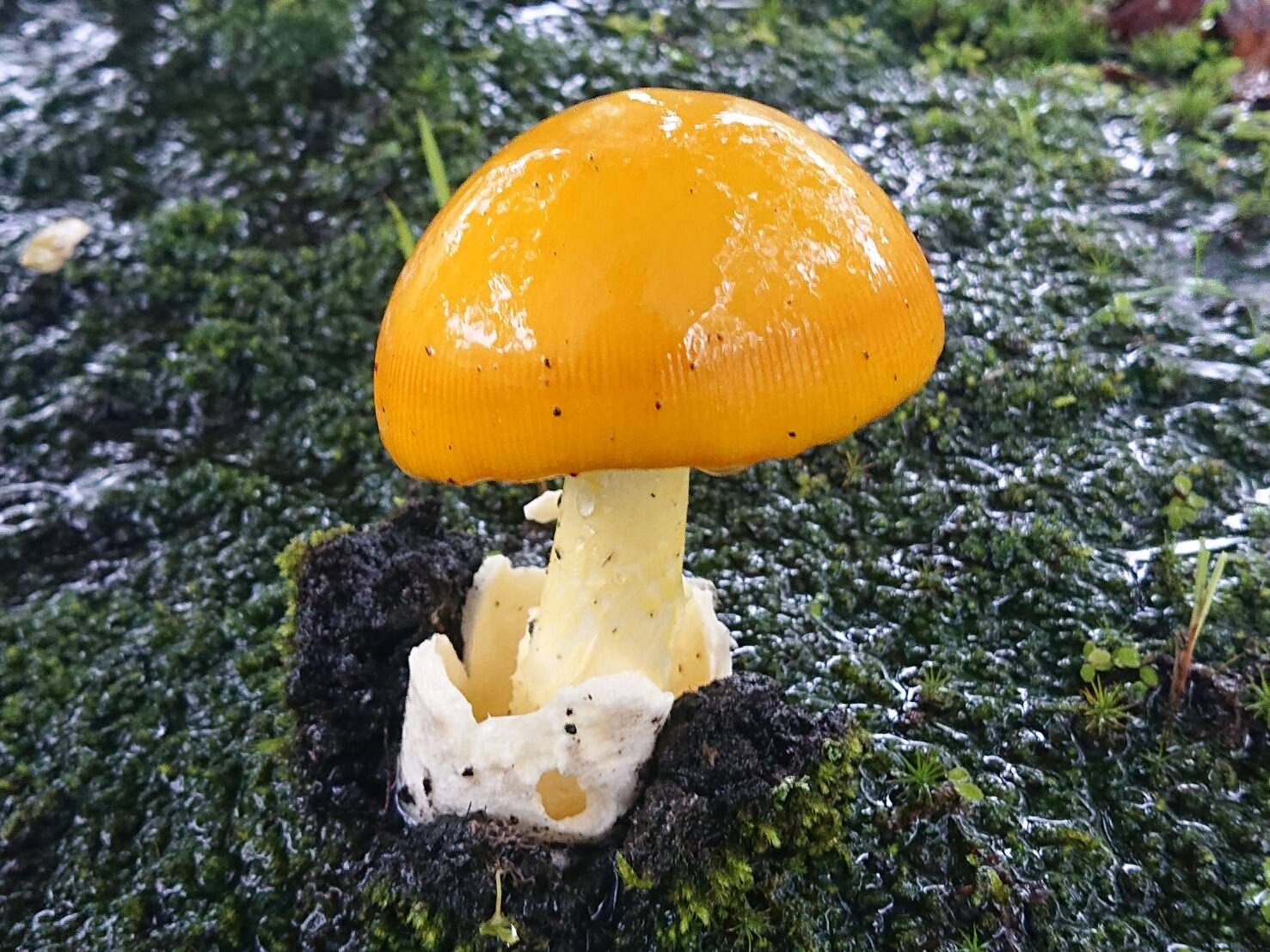 キタマゴタケ-2