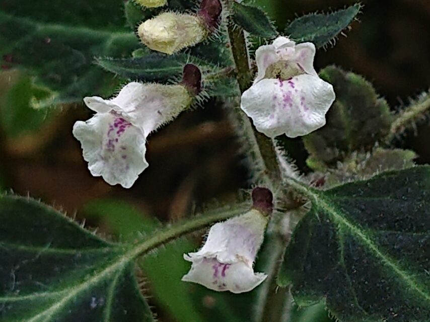 クジュウナミキ