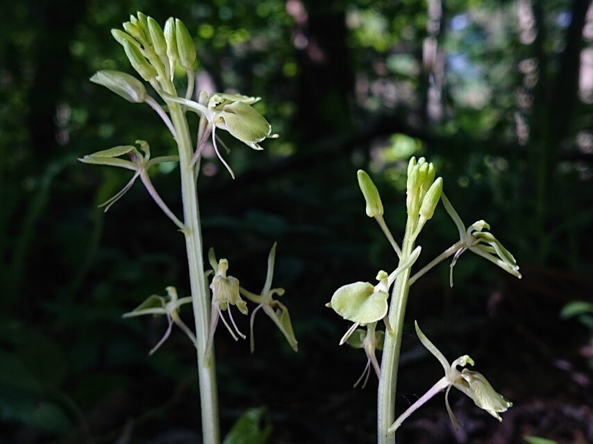 セイタカスズムシソウ