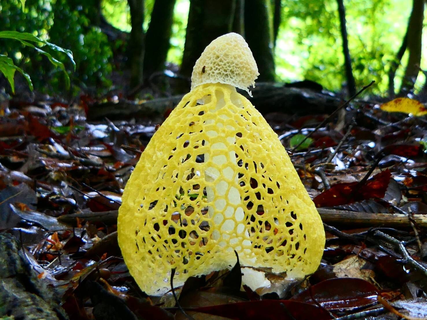 キノコの女王 ウスキキヌガサタケ-1