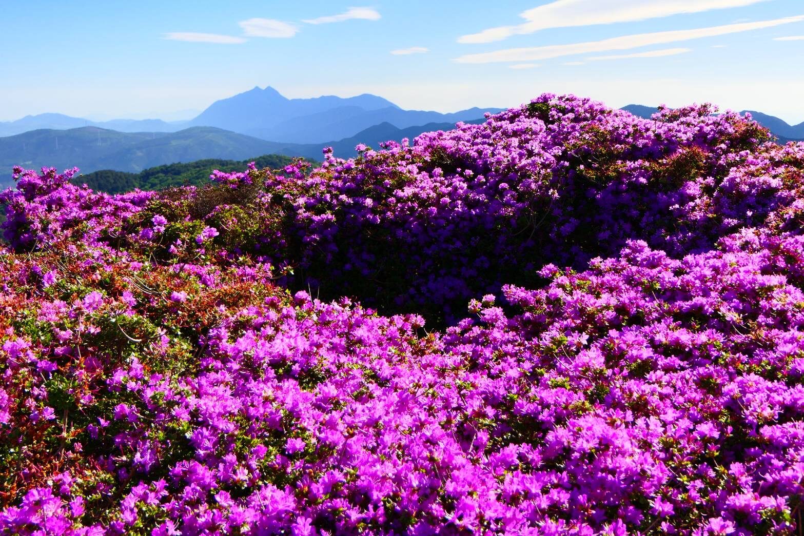 指山のミヤマキリシマ満開　背景は、由布岳