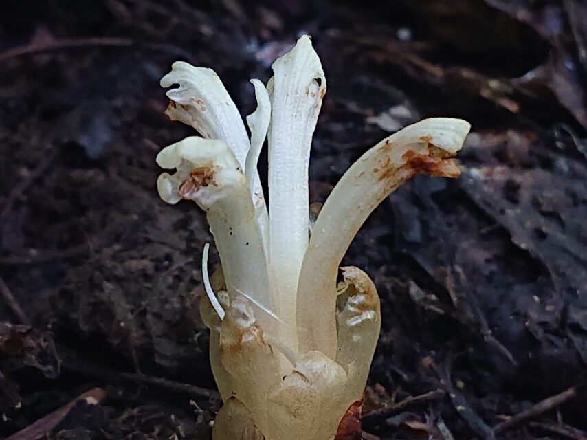 キヨスミウツボ-2