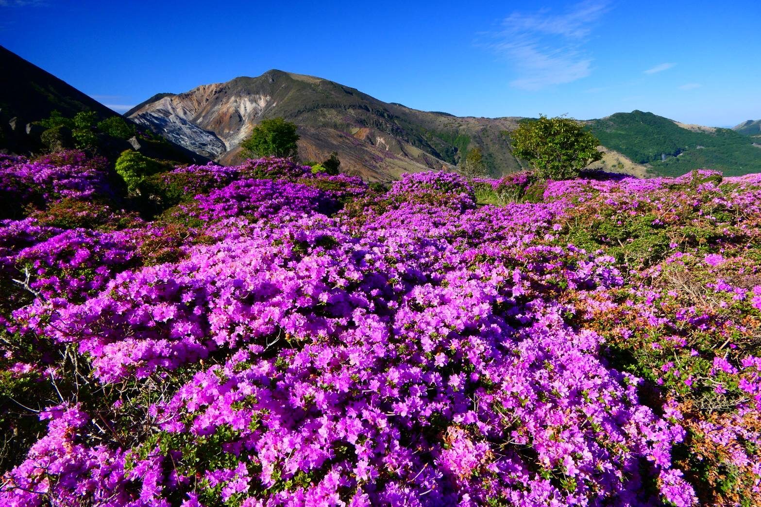 指山のミヤマキリシマ満開　背景は、星生山～沓掛山