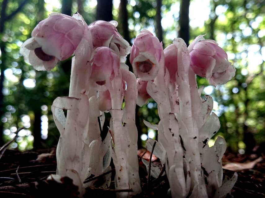 キリシマギンリョウソウ