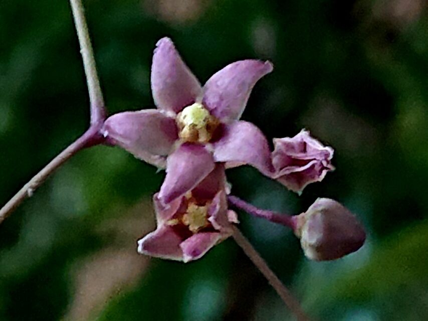 トキワカモメヅル