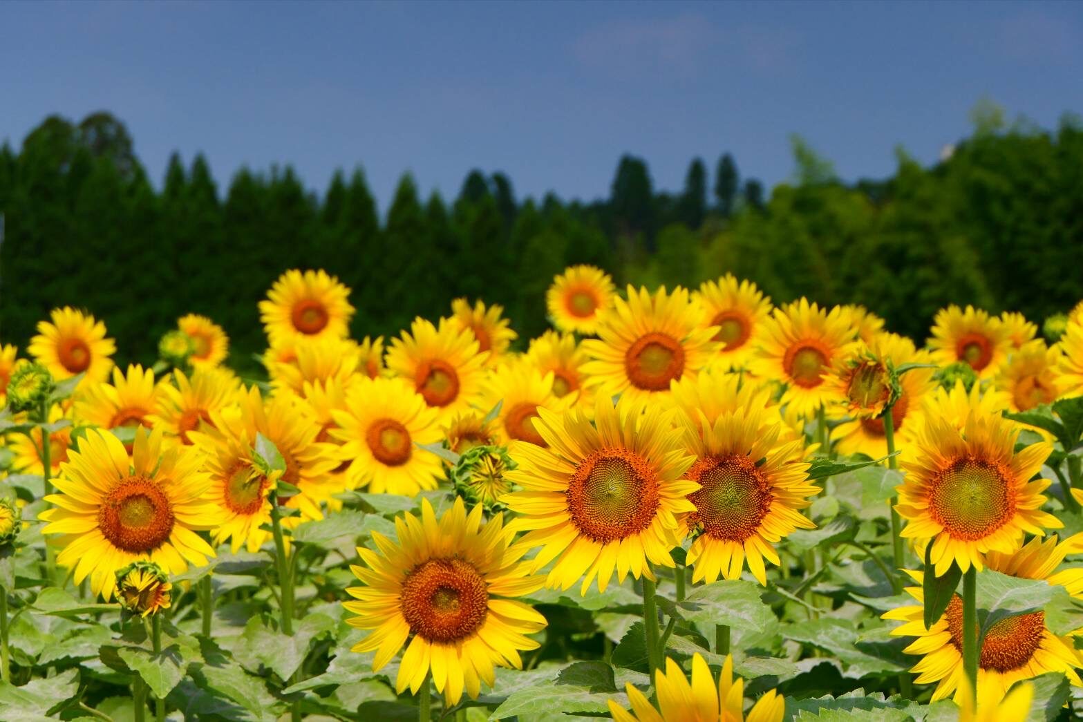 ヒマワリと飛行機-3