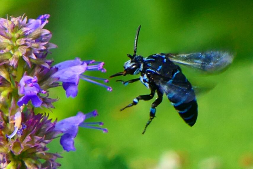 ブルービー(ルリモンハナバチ)-2