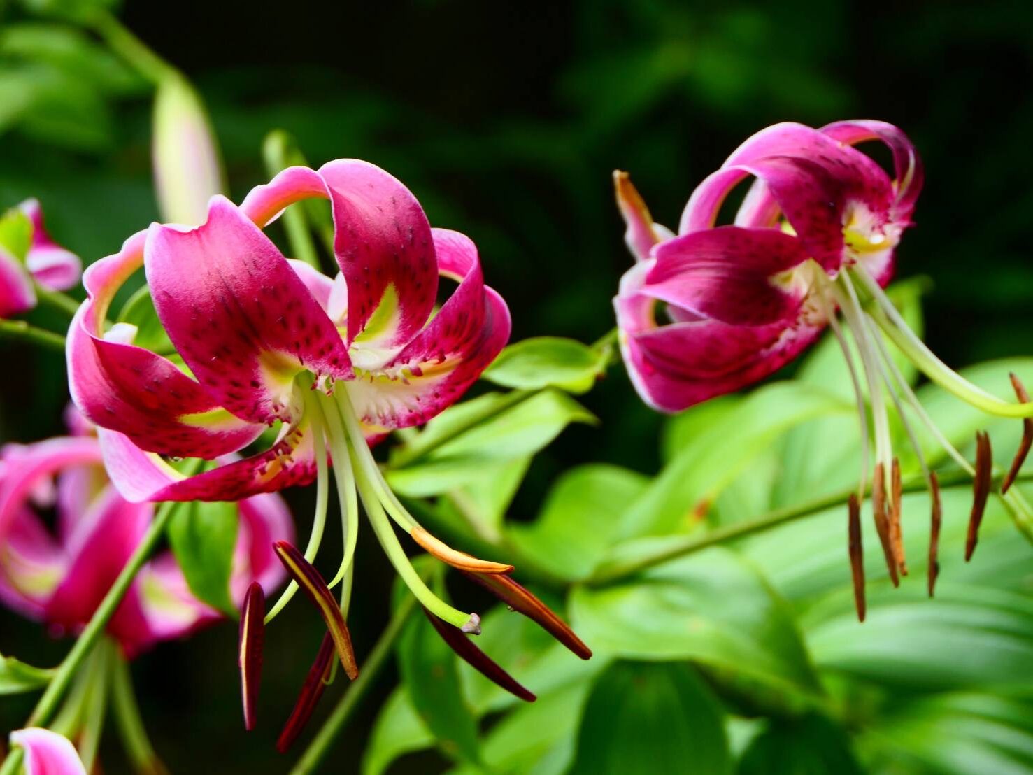 カノコユリ(赤)