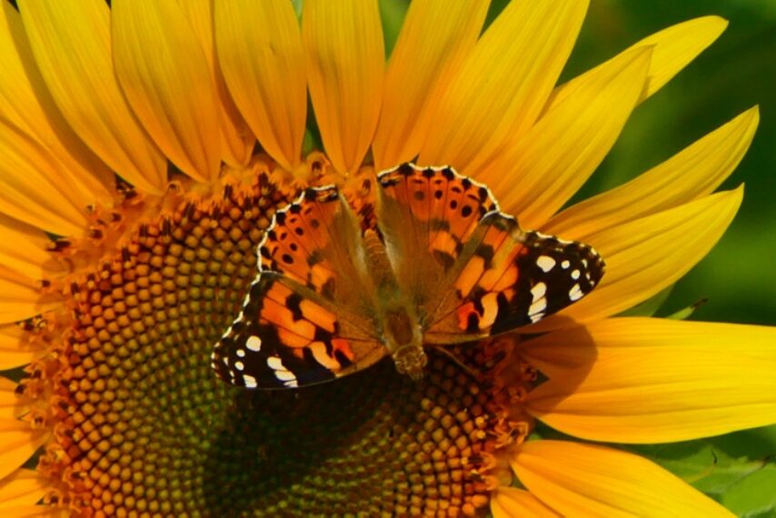 ヒメアカタテハ